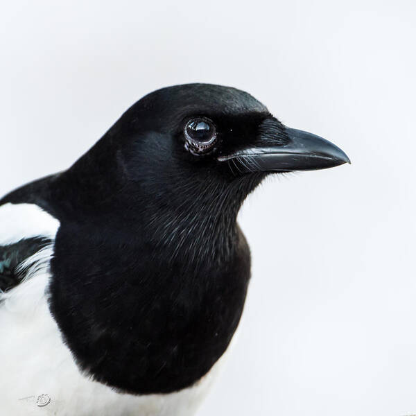Pica Pica Poster featuring the photograph Magpie portrait by Torbjorn Swenelius