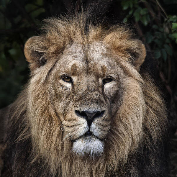 Panthera Leo Poster featuring the photograph Majesty by Rob Lester
