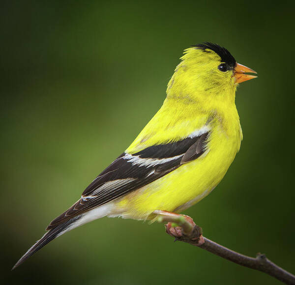 American Poster featuring the photograph Male American golden finch on twig by William Lee
