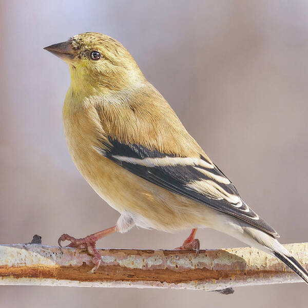 Spinus Tristis Poster featuring the photograph Male American Goldfinch in winter by Jim Hughes