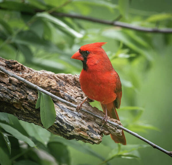 Bird Poster featuring the photograph Male Cardinal Img 6 by Bruce Pritchett