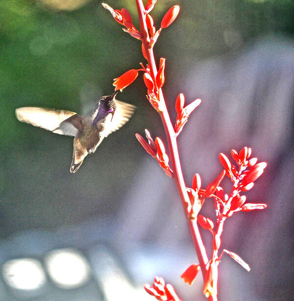 Animal Poster featuring the photograph Male Costa's And Red Yucca by Jay Milo