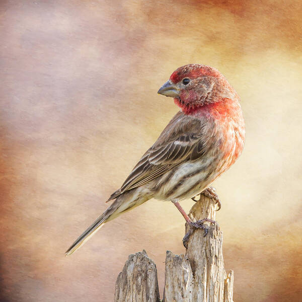 Chordata Poster featuring the photograph Male Finch Poses On Post by Bill and Linda Tiepelman