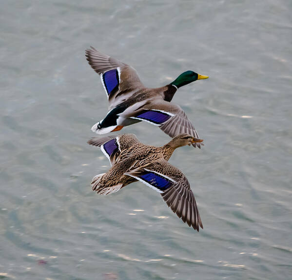 Mallards Poster featuring the photograph Mallards in Flight by Holden The Moment