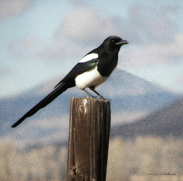  Black-billed Magpie (corvidae Poster featuring the photograph Marty The Magpie by Daniel Hebard
