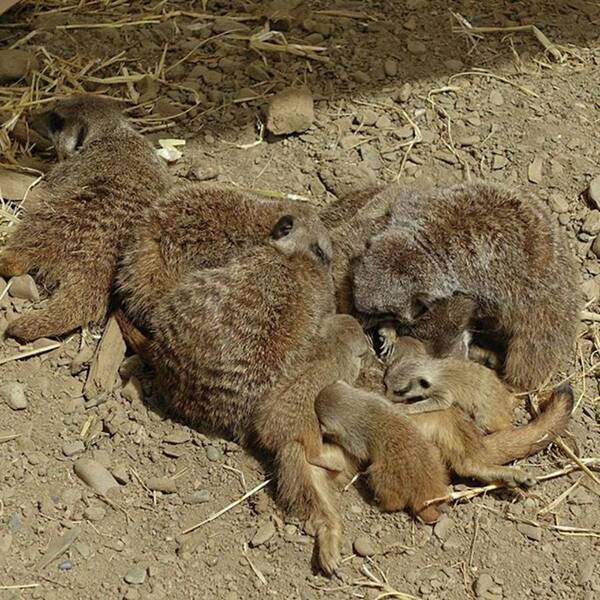 Beautiful Poster featuring the photograph Meerkats And Their Babies. #meerkats by Lisa Bird