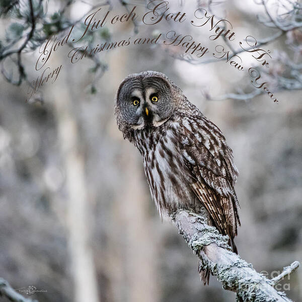 Merry Christmas Owl Poster featuring the photograph Merry Christmas Owl by Torbjorn Swenelius