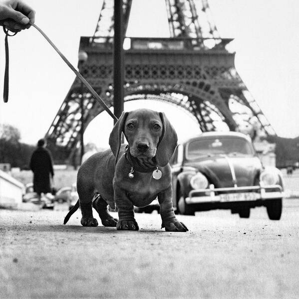 Eiffel Tower Poster featuring the photograph Milo mon Chien by Hans Mauli