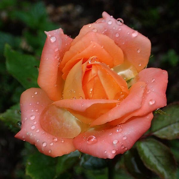 Miniature Poster featuring the photograph Miniature Wet Rose by Farol Tomson