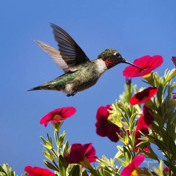 Birds Poster featuring the photograph Moment Of Joy Hummingbird Square by Christina Rollo