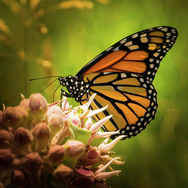 Monarch Poster featuring the photograph Monarch at Rancho San Rafael by Janis Knight