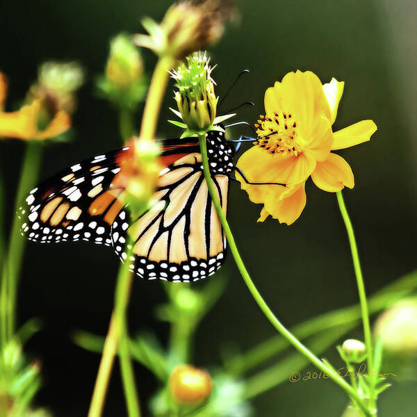 Heron Heaven Poster featuring the photograph Monarch Butterfly And Flower by Ed Peterson