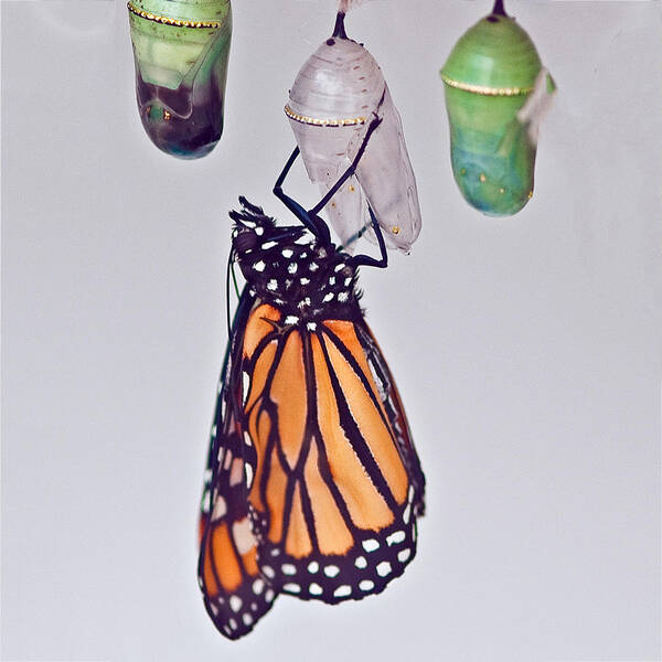 Butterfly Poster featuring the photograph Monarch Butterfly Emerged From Chrysalis by William Bitman
