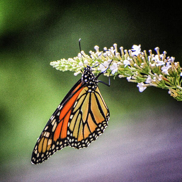 2010 Poster featuring the photograph Monarch Butterfly by Winnie Chrzanowski