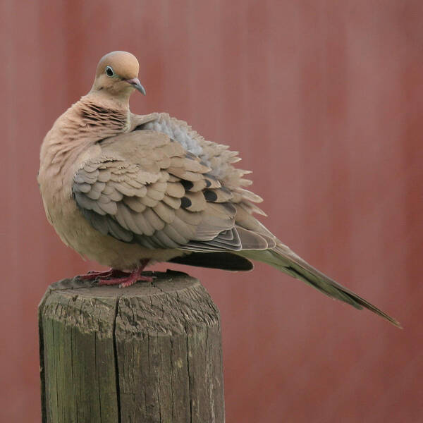Wild Animal Poster featuring the photograph Mourning Dove Strut by Tina B Hamilton