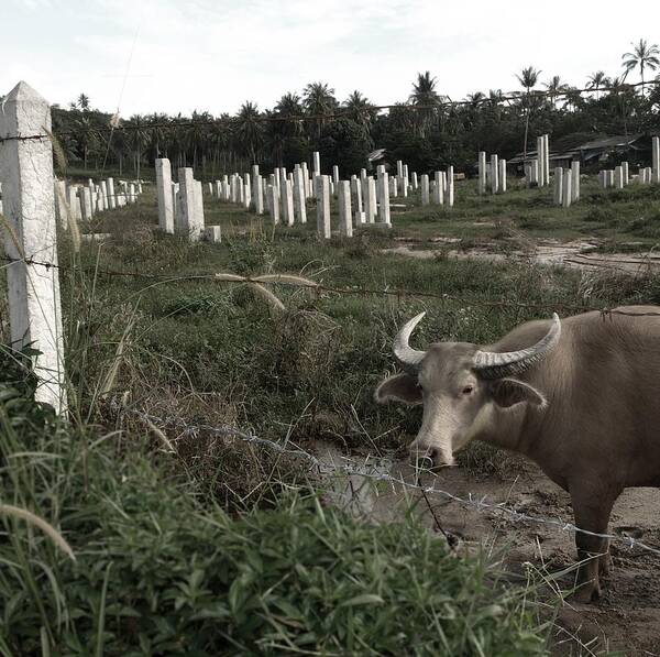 Deforestation Poster featuring the photograph Mourning in the Palm-Tree Graveyard by Steven Robiner