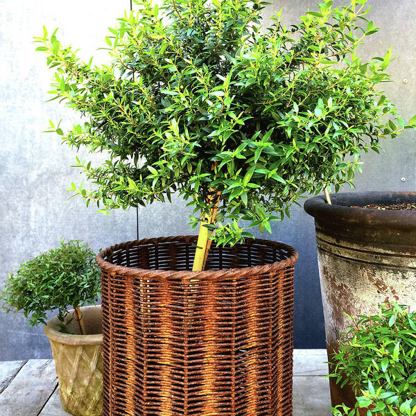 Myrtle Poster featuring the photograph Myrtle tree in a rusty basket by GoodMood Art