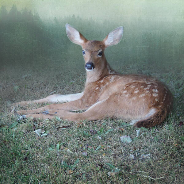 Surreal Deer Poster featuring the photograph Mystic Fawn by Sally Banfill