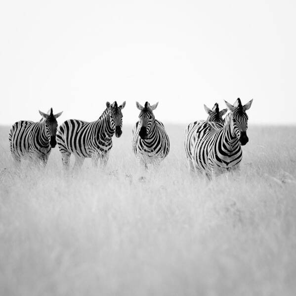 Namibia Poster featuring the photograph Namibia Zebras II by Nina Papiorek