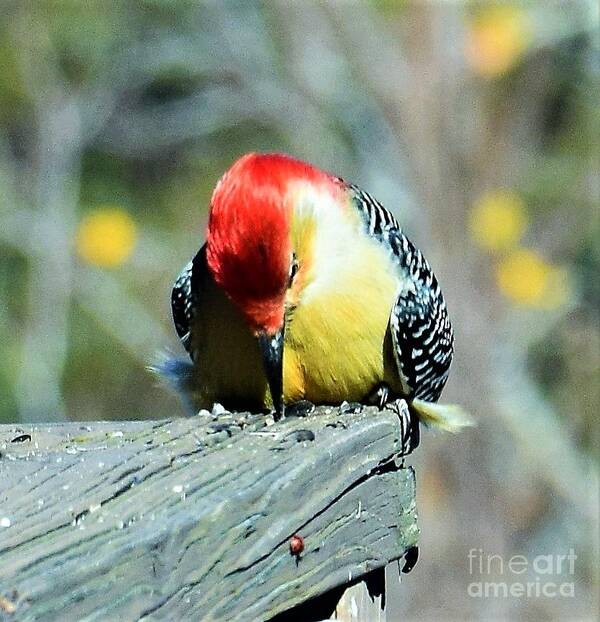 Photography Poster featuring the photograph Natural Life by Brianna Kelly