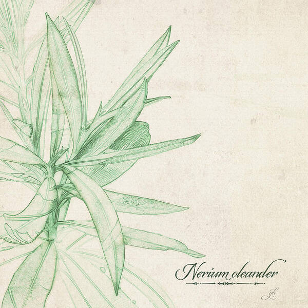 Botanical Sketch Poster featuring the digital art Nerium oleander by Gina Harrison