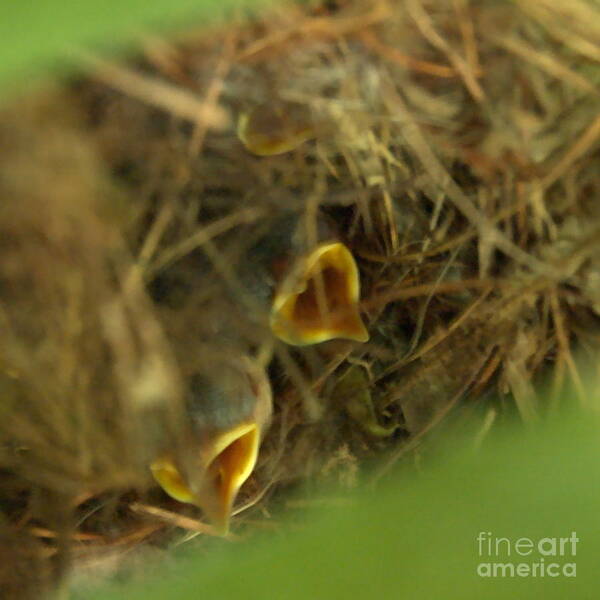 Bird Poster featuring the photograph Nestlings by Kathi Shotwell