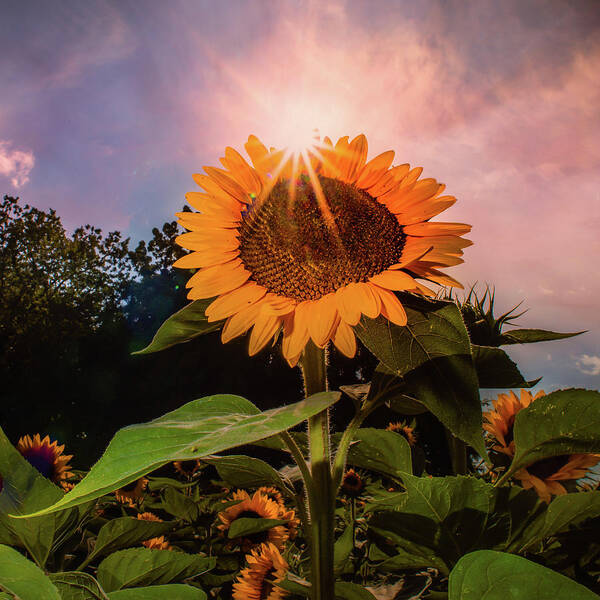 Sunflower Poster featuring the photograph North Fork Sunflower by John Randazzo