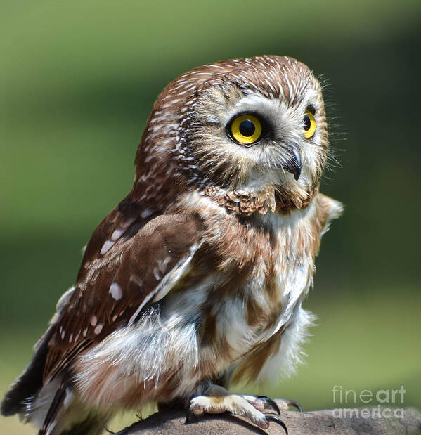 Owl Poster featuring the photograph Northern Saw Whet Owl by Amy Porter