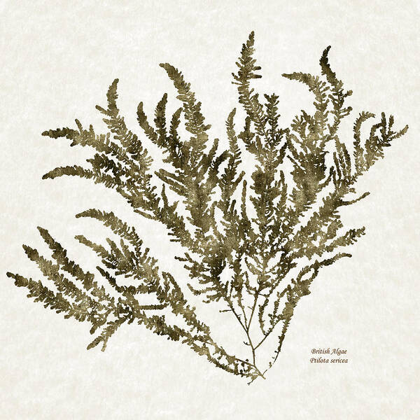 Seaweed Poster featuring the mixed media Ocean Seaweed Plant Art Ptilota Sericea Square by Christina Rollo