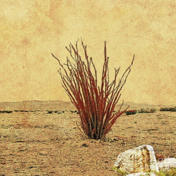 Ocotillo Poster featuring the mixed media Ocotillo - The Desert Coral by Gabriele Pomykaj