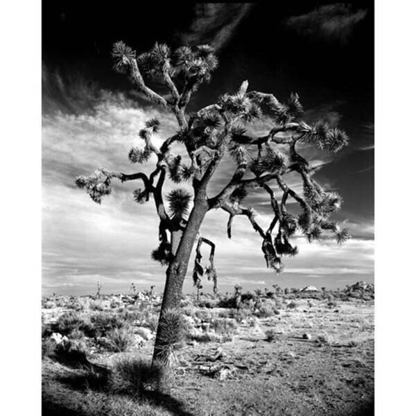 Joshuatree Poster featuring the photograph Old Joshua Tree At Sunset. This Is One by Alex Snay