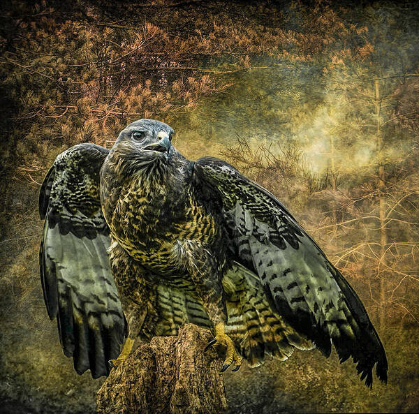Buzzard Poster featuring the photograph On The Lookout by Brian Tarr