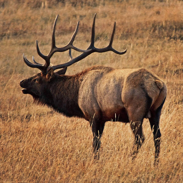 American Elk Poster featuring the photograph One Bull Bellowing Tx by Theo O'Connor