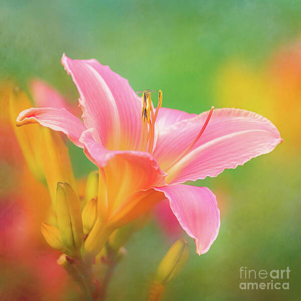 Daylily Poster featuring the photograph Oporto Daylily with Hoverfly by Anita Pollak