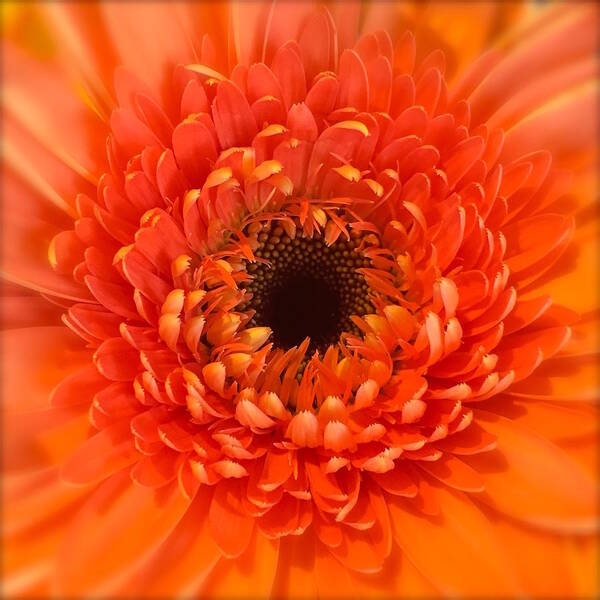 Nature Poster featuring the photograph Orange Gerbera daisy by Wonju Hulse