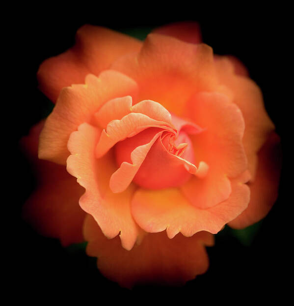 Spring Poster featuring the photograph Orange Rose by Cathy Donohoue