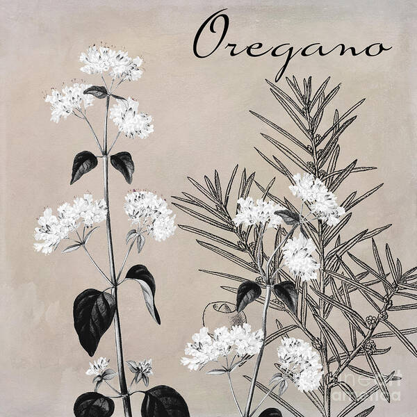 Oregano Poster featuring the painting Oregano Flowering Herb by Mindy Sommers