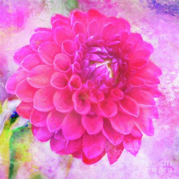 Pompom Dahlia Poster featuring the photograph Painted Pompom Dahlia with the Works by Anita Pollak