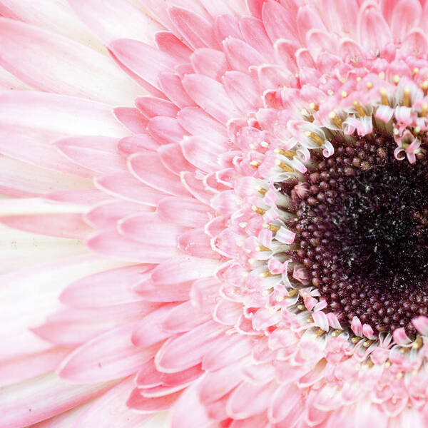 Pink Poster featuring the photograph Pale Pink Gerbera Daisy by Lisa Blake