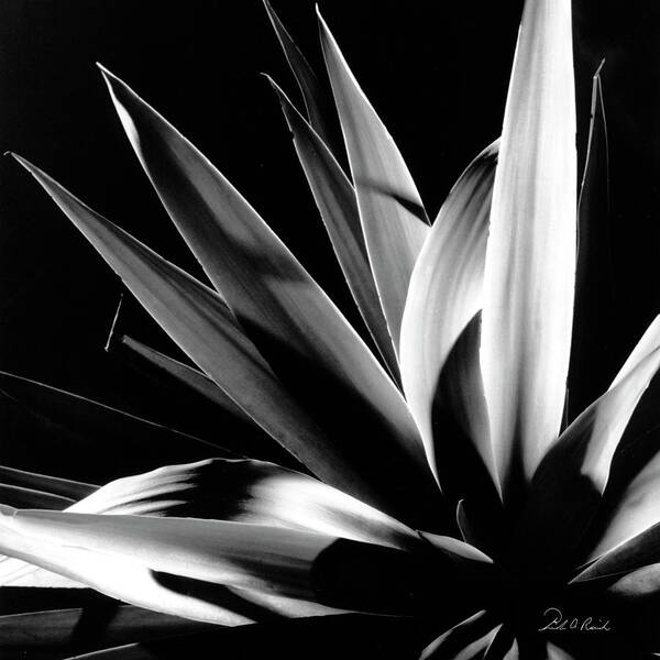 Black And White Poster featuring the photograph Palm Plant by Frederic A Reinecke
