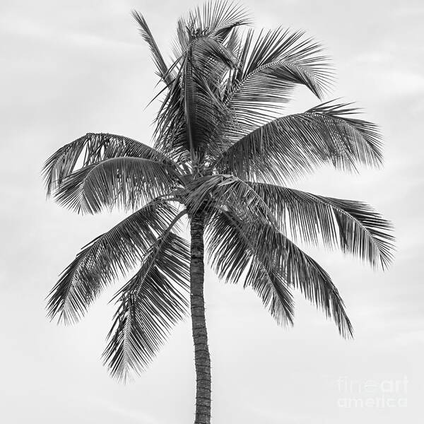 Palm Poster featuring the photograph Palm tree in black and white by Elena Elisseeva