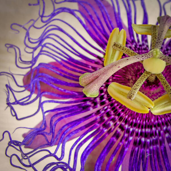 Passion Flower Poster featuring the photograph Passion Flower Squared by TK Goforth