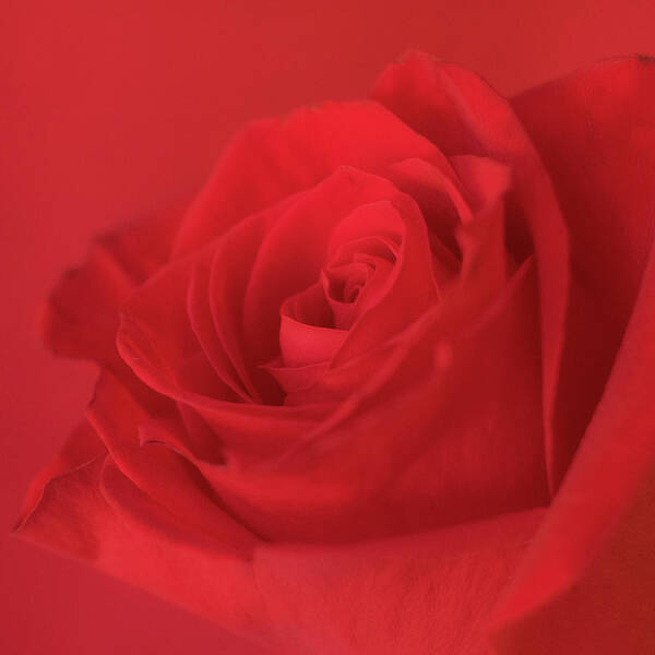 Red Rose Poster featuring the photograph Passion by Holly Ross