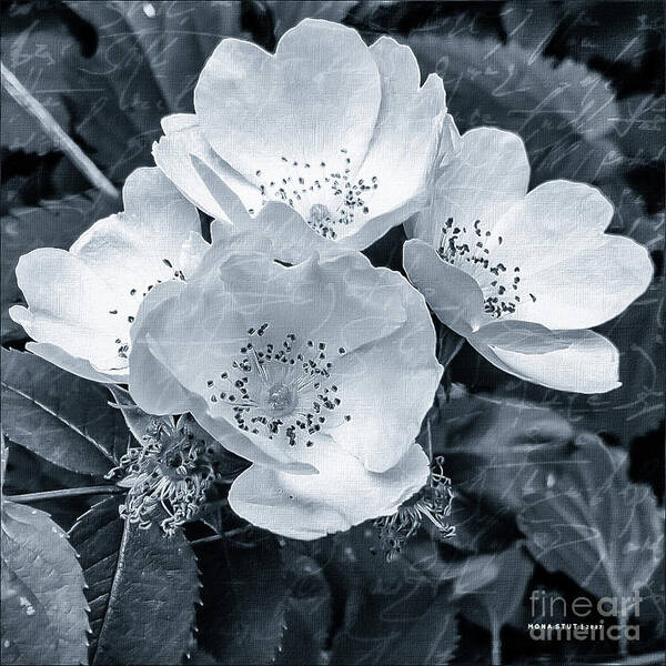 Mona Stut Poster featuring the digital art Past And Present Roses BW by Mona Stut