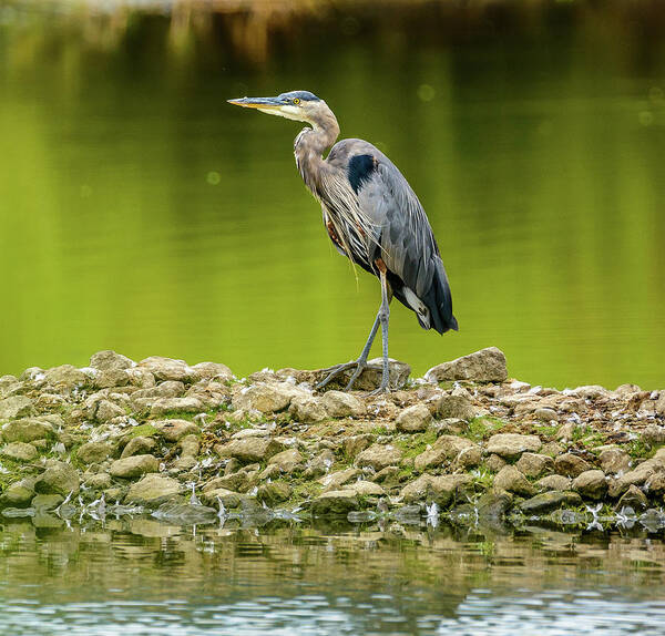 Blue Heron Poster featuring the photograph Peaceful Heron by Jerry Cahill