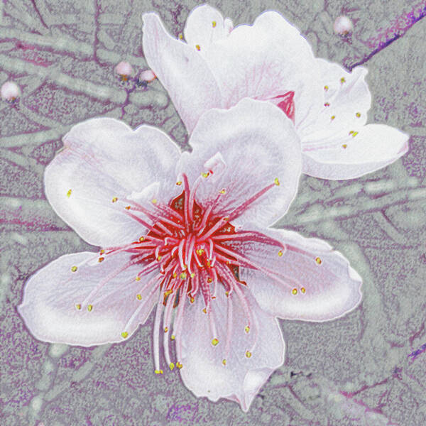 Flower Poster featuring the digital art Peach Blossoms by Jane Schnetlage