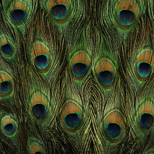 Peacock Feathers Poster featuring the painting Peacock Feathers Photography by Georgeta Blanaru