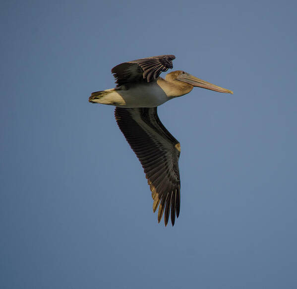 Beach Cottage Life Poster featuring the photograph Pelican in Flight by Mary Hahn Ward