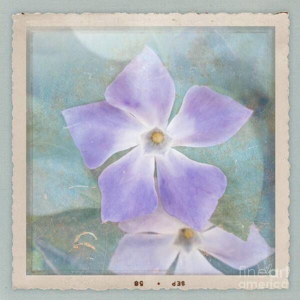 Periwinkle Poster featuring the photograph Periwinkle Stars by Cindy Garber Iverson