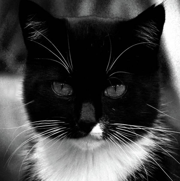 Cat Poster featuring the photograph Pet Photography KitKat Portrait 5 by Lesa Fine